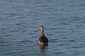 Black-tailed godwit - F